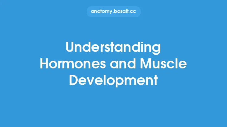 Understanding Hormones and Muscle Development Thumbnail
