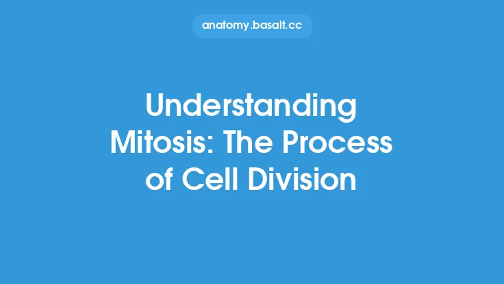 Understanding Mitosis: The Process of Cell Division Thumbnail