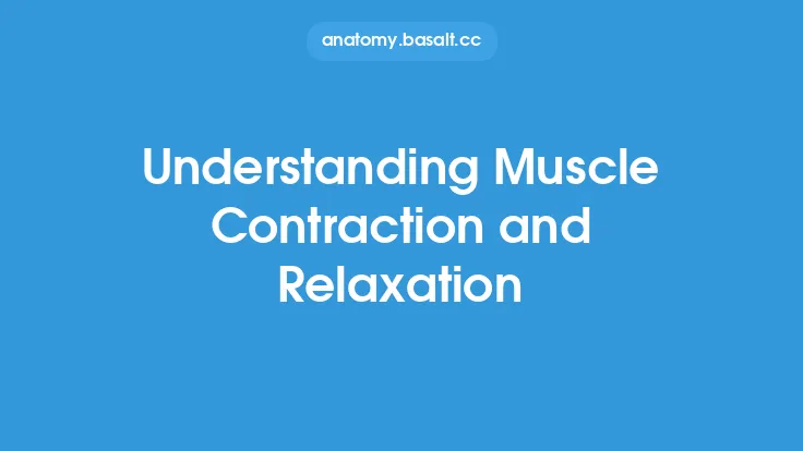 Understanding Muscle Contraction and Relaxation Thumbnail