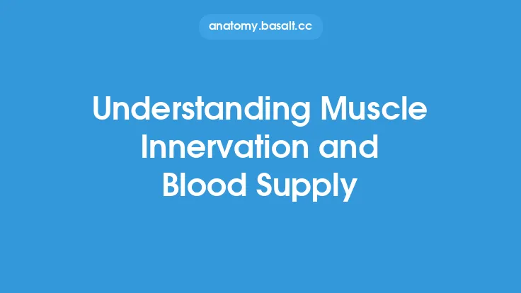 Understanding Muscle Innervation and Blood Supply Thumbnail