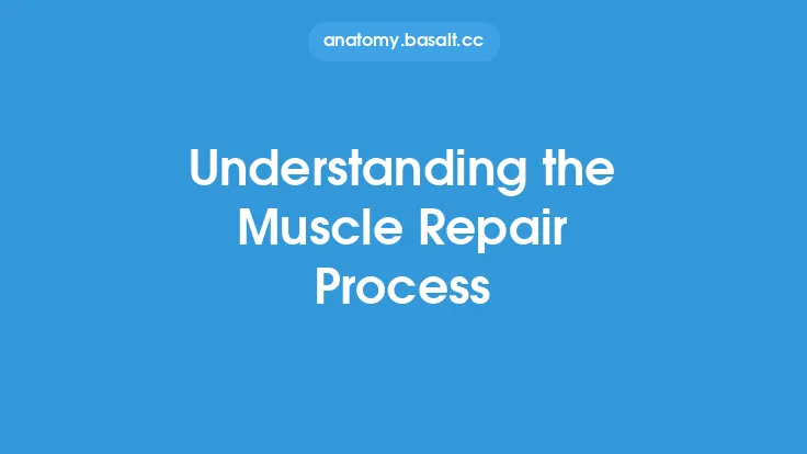 Understanding the Muscle Repair Process Thumbnail