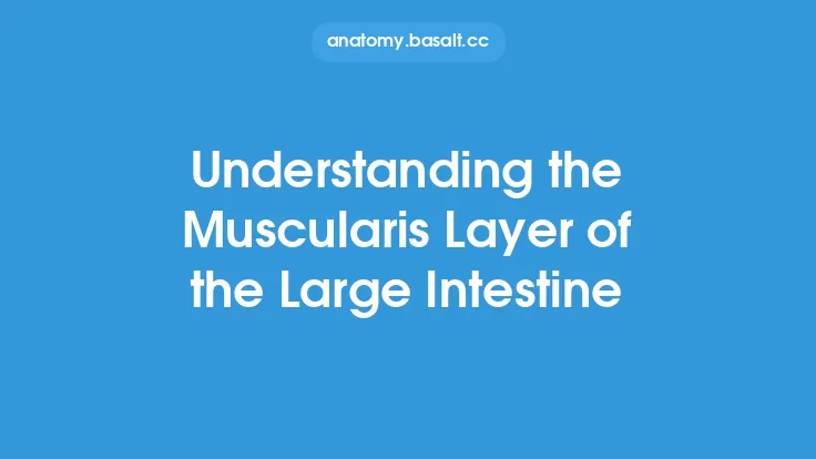 Understanding the Muscularis Layer of the Large Intestine Thumbnail