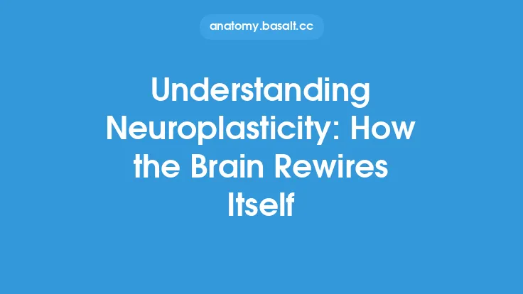 Understanding Neuroplasticity: How the Brain Rewires Itself Thumbnail