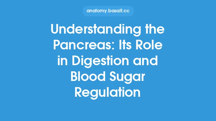 Understanding the Pancreas: Its Role in Digestion and Blood Sugar Regulation Thumbnail