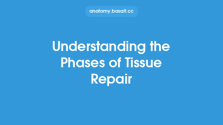 Understanding the Phases of Tissue Repair Thumbnail