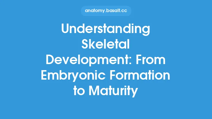 Understanding Skeletal Development: From Embryonic Formation to Maturity Thumbnail