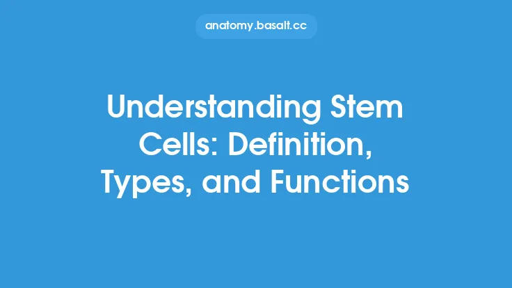 Understanding Stem Cells: Definition, Types, and Functions Thumbnail
