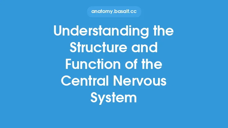 Understanding the Structure and Function of the Central Nervous System Thumbnail