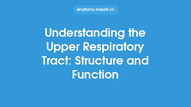 Understanding the Upper Respiratory Tract: Structure and Function Thumbnail