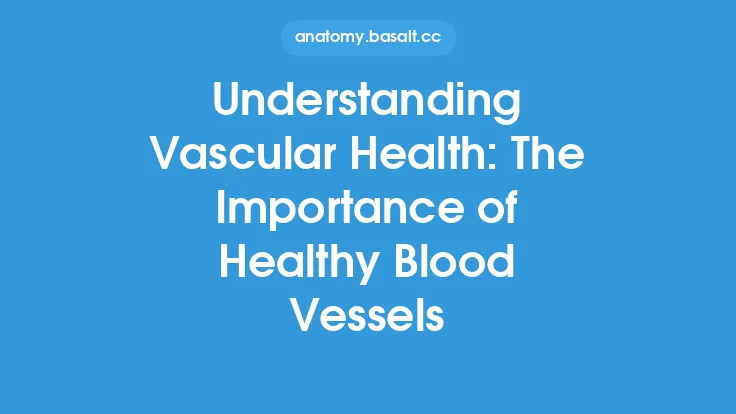 Understanding Vascular Health: The Importance of Healthy Blood Vessels Thumbnail