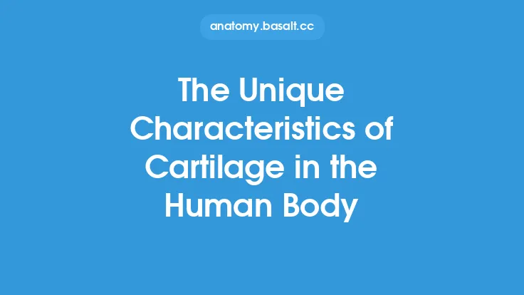 The Unique Characteristics of Cartilage in the Human Body Thumbnail