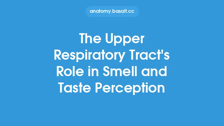 The Upper Respiratory Tract