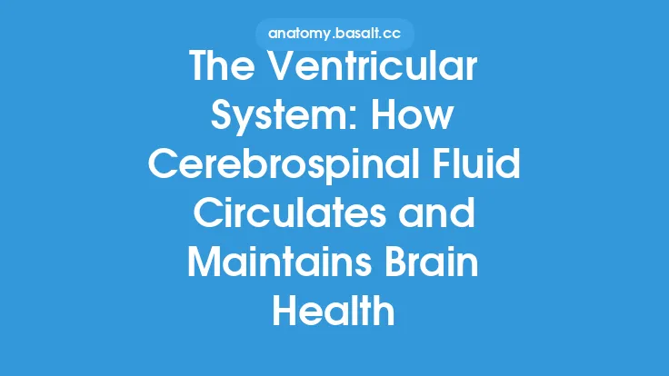 The Ventricular System: How Cerebrospinal Fluid Circulates and Maintains Brain Health Thumbnail