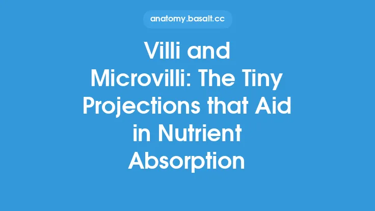 Villi and Microvilli: The Tiny Projections that Aid in Nutrient Absorption Thumbnail